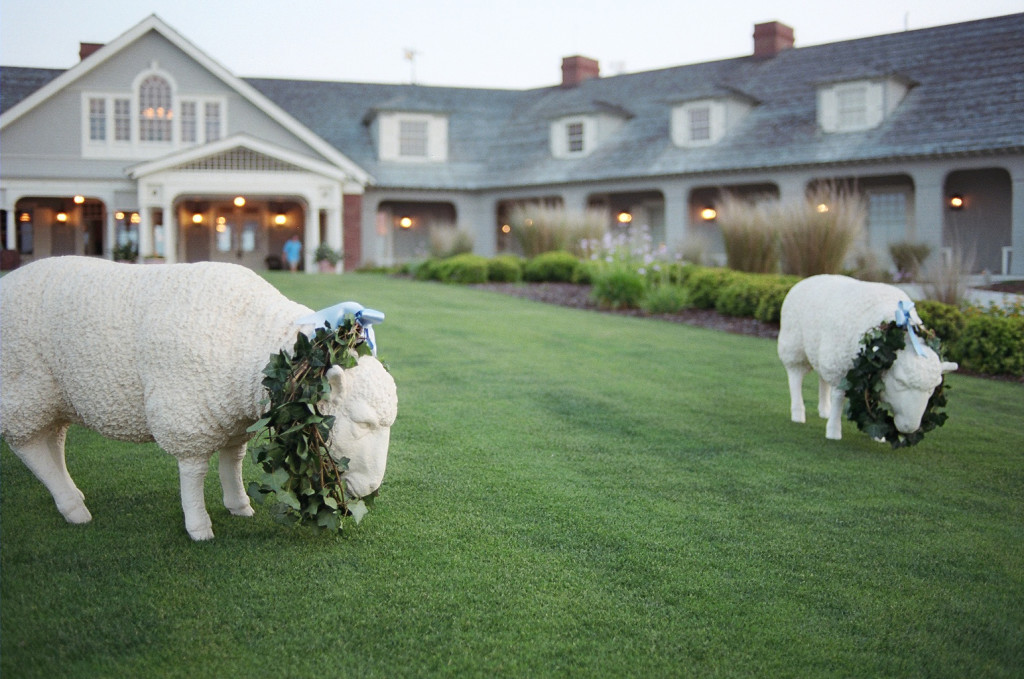 sheep at wedding